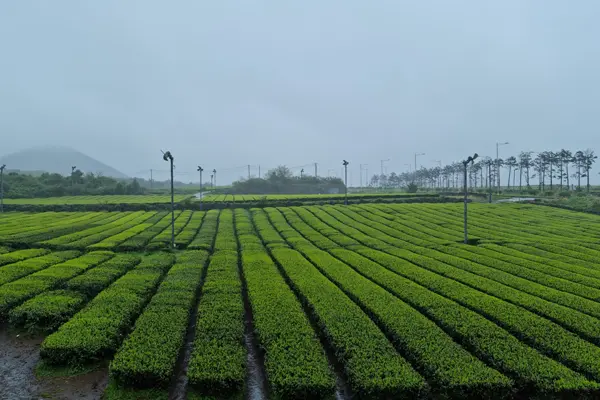 Đảo Jeju là một trong những nơi nổi tiếng nhất về trà