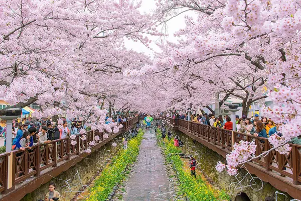 Đây cũng là nơi diễn ra lễ hội hoa anh đào lớn nhất Hàn Quốc