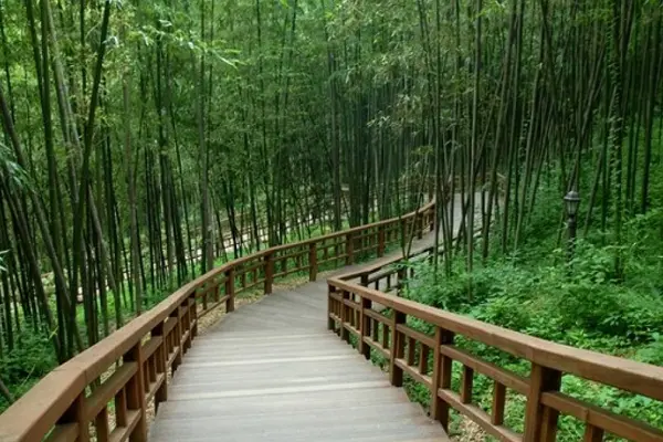 Có riêng một lễ hội dành cho loài cây này mang tên Bamboo Damyang